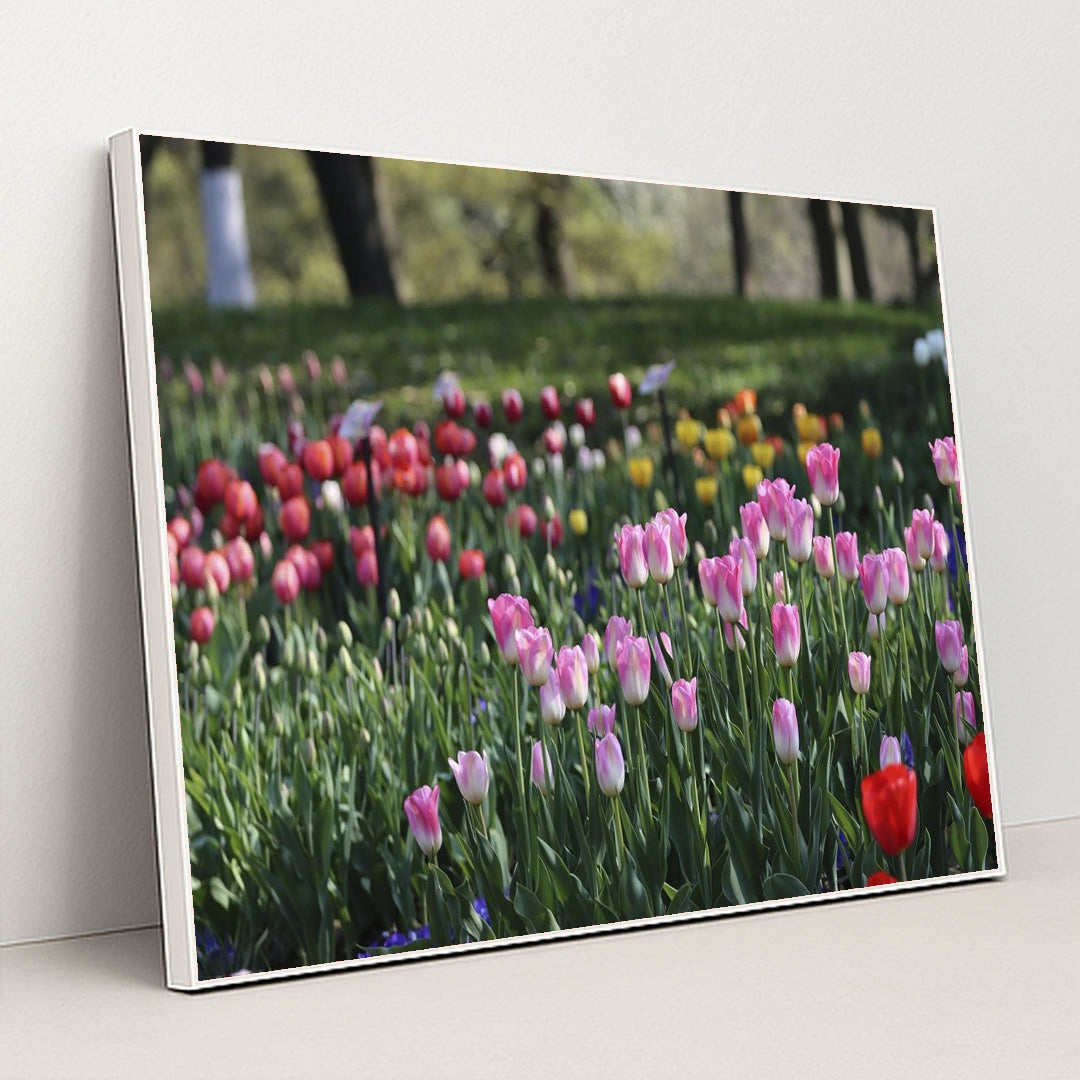Vibrant Spring Tulip Garden by Paul Bai - White Frame Stretchiez