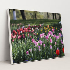 Vibrant Spring Tulip Garden by Paul Bai - White Frame Stretchiez