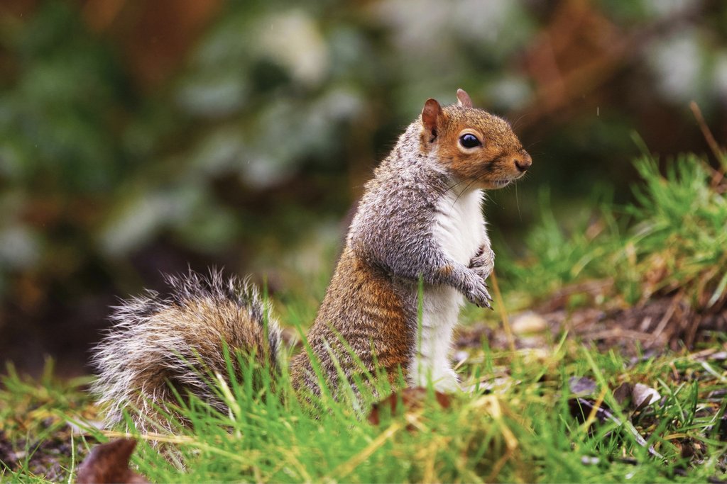DANNIEL CORBIT - Gray squirrel standing alert in vibrant green grass, showcasing its bushy tail and sharp gaze.