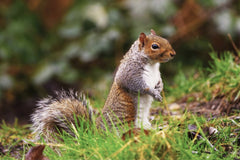DANNIEL CORBIT - Gray squirrel standing alert in vibrant green grass, showcasing its bushy tail and sharp gaze.