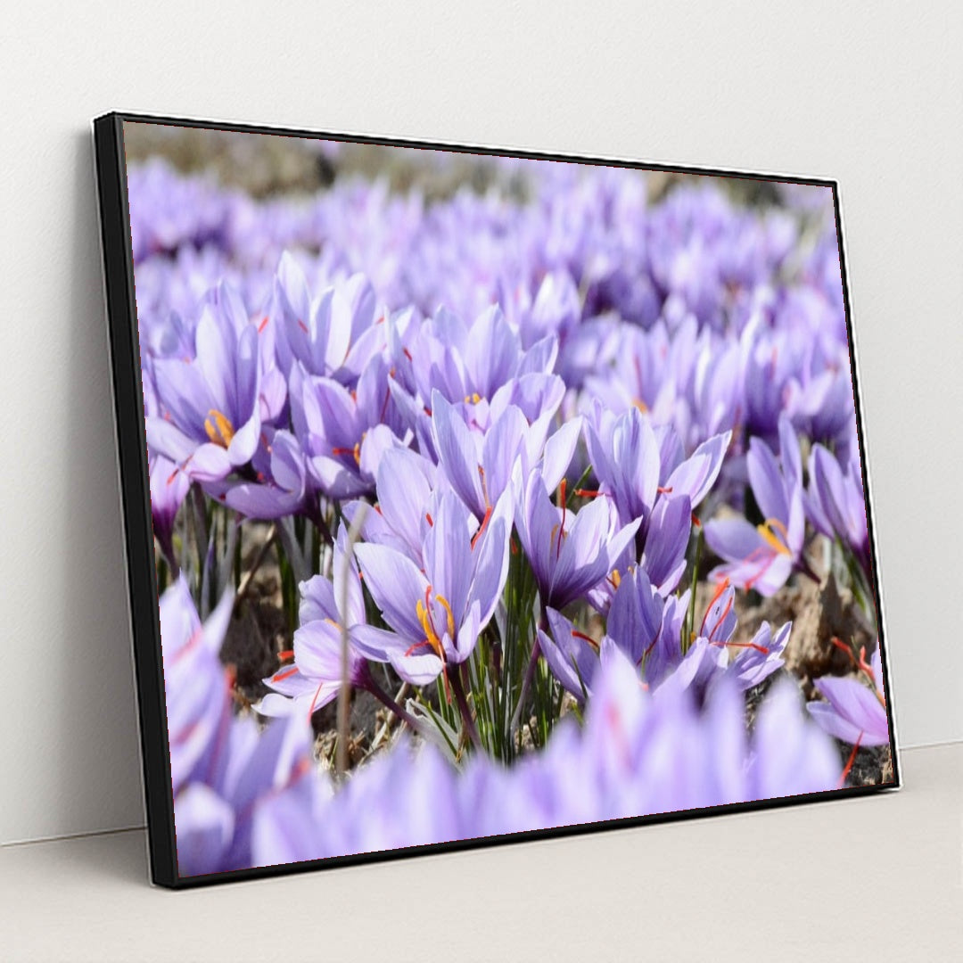 Field of Saffron Crocus by Mohammad Amiri - Black Frame Stretchiez