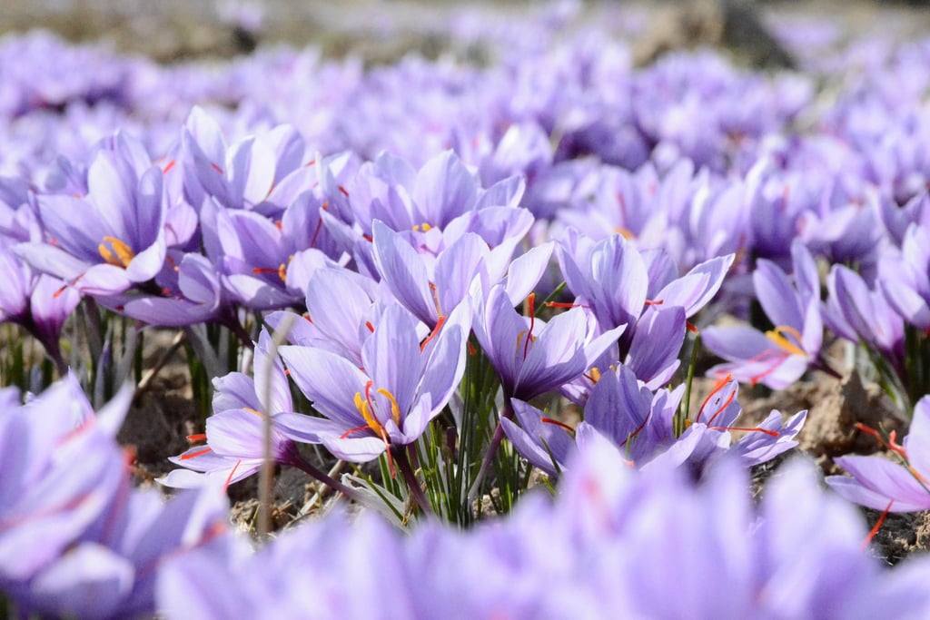 Field of Saffron Crocus by Mohammad Amiri