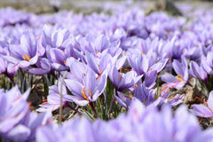 Field of Saffron Crocus by Mohammad Amiri