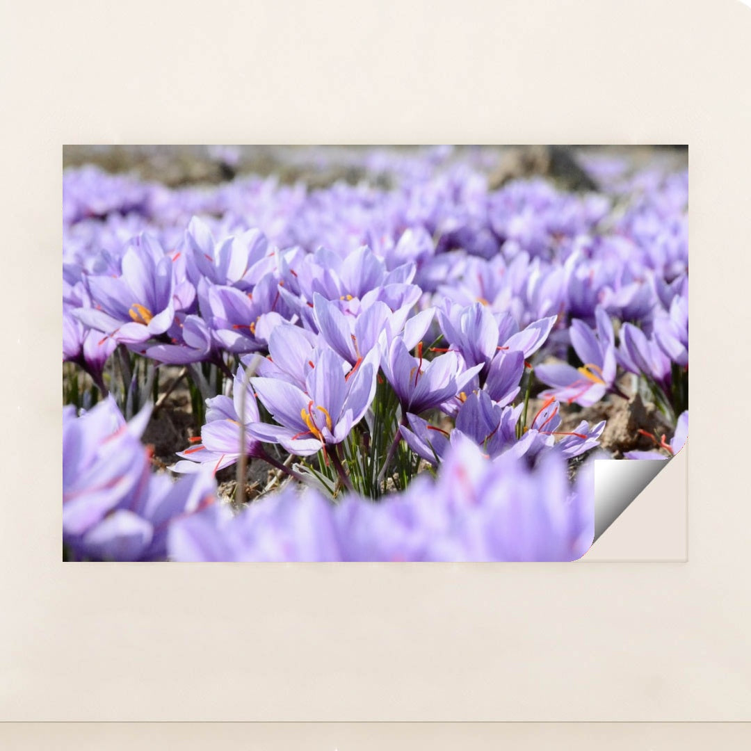 Field of Saffron Crocus by Mohammad Amiri - Peeliez