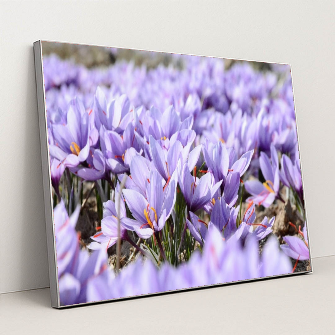 Field of Saffron Crocus by Mohammad Amiri - Silver Frame Stretchiez