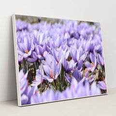 Field of Saffron Crocus by Mohammad Amiri - White Frame Stretchiez