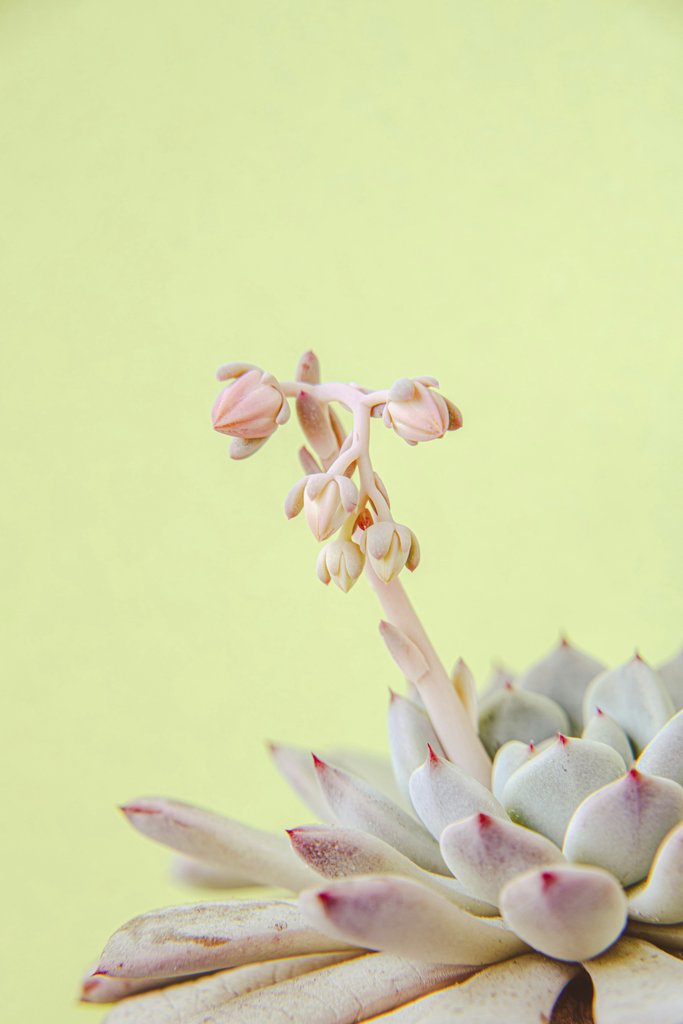 Suki Lee - A delicate succulent plant with buds against a pastel background, showcasing natural beauty.