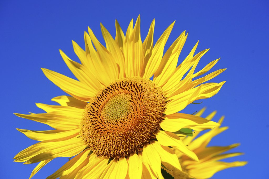 Pixabay - Close-up of a blooming sunflower with vibrant yellow petals against a clear blue sky.