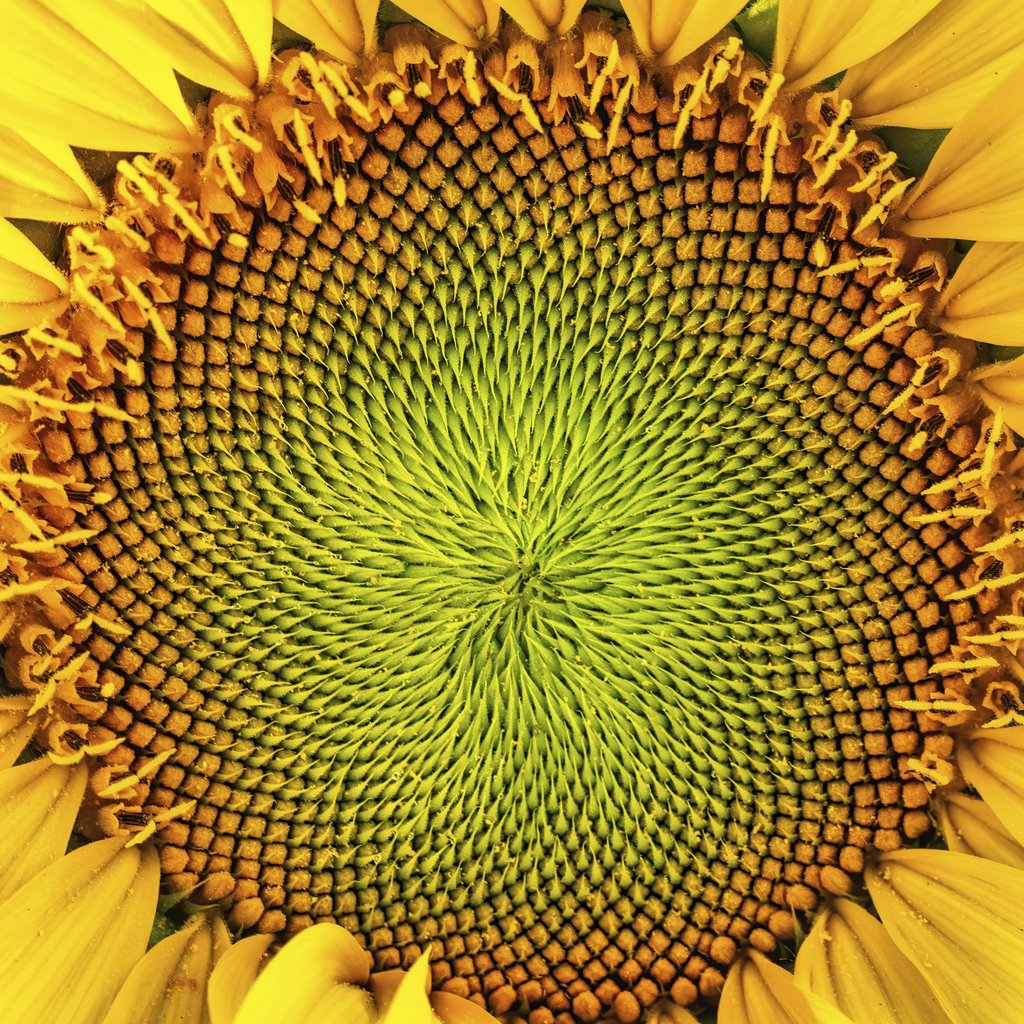 Tom Fisk - Detailed close-up of a vibrant sunflower center showcasing natural patterns.