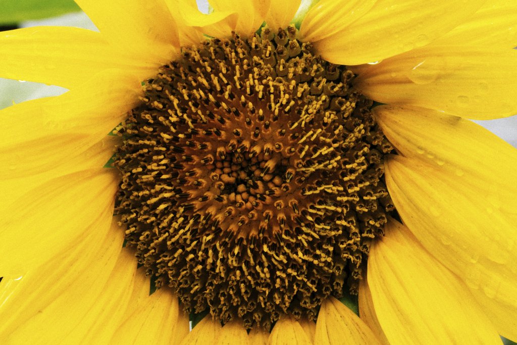 Kelly - Detailed view of a sunflower showing vivid yellow petals and intricate pollen patterns.