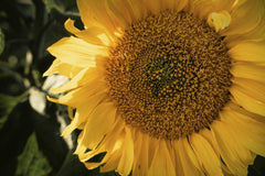 James Collington - Vibrant Close Up Of Sunflower In Bloom
