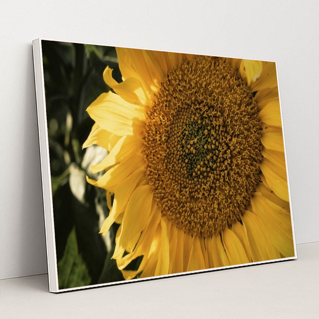 7090297700387 - Product Image