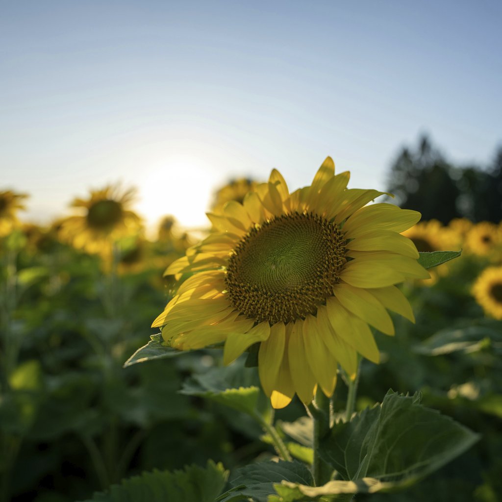 Tom Fisk - Bright sunflower field in sunrise light, showcasing rural beauty in Nelson, WI.
