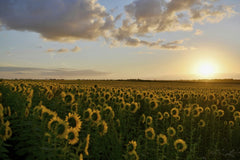 Peter de Vink - Golden sunflowers in full bloom under a dramatic sunset sky, showcasing nature's beauty.