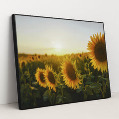 Golden Sunset Over Sunflower Field by eberhard grossgasteiger - Black Frame Stretchiez