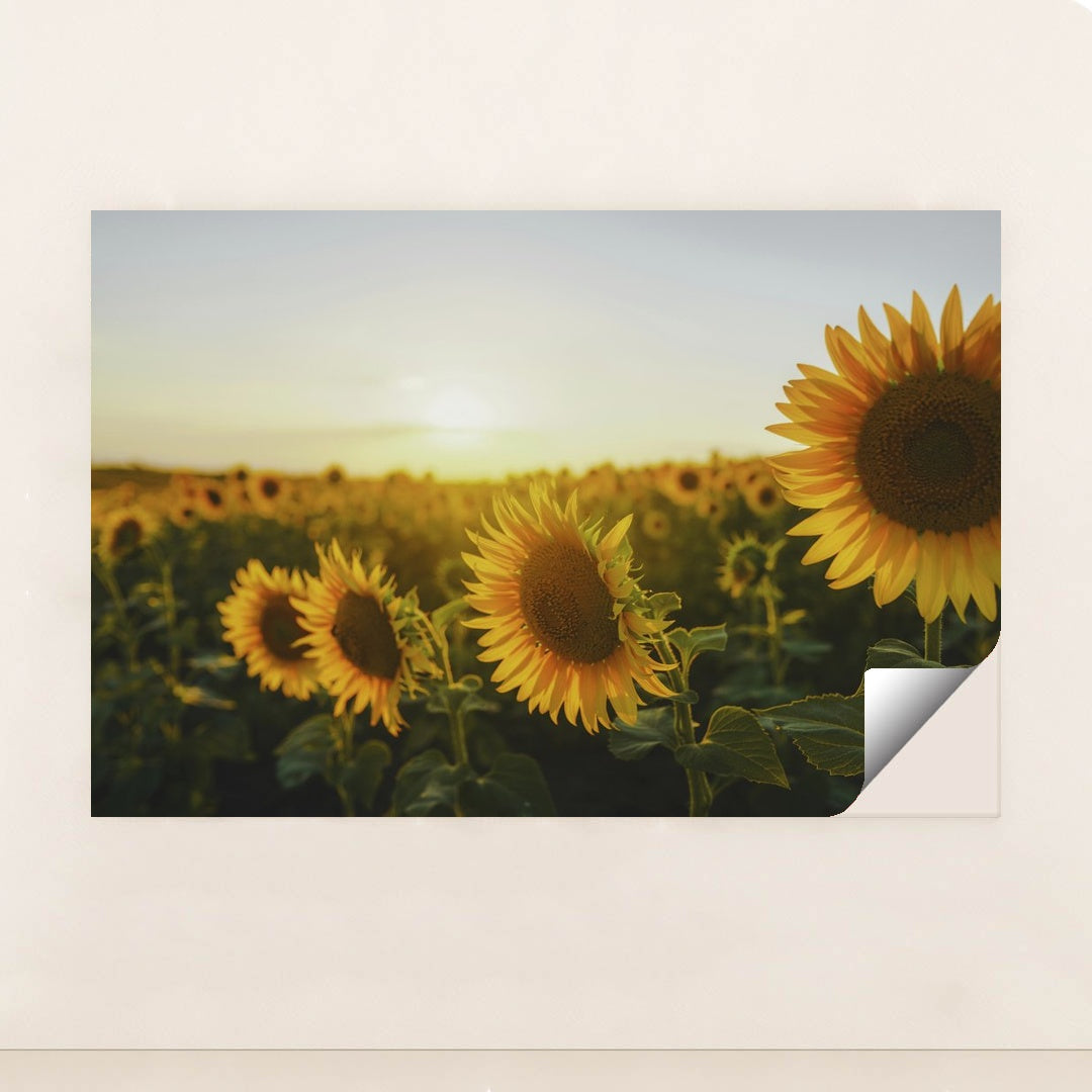 Golden Sunset Over Sunflower Field by eberhard grossgasteiger - Peeliez