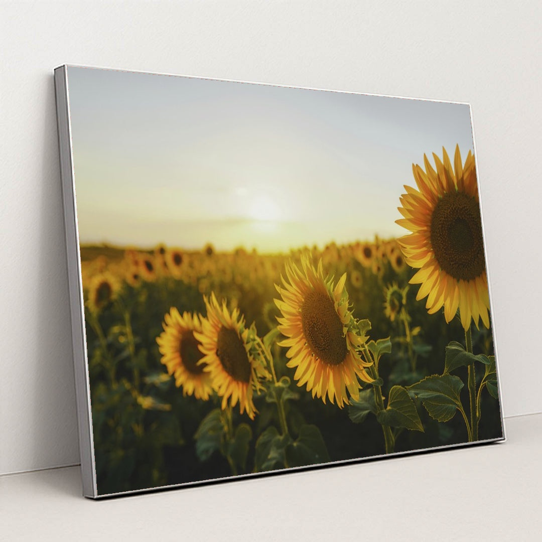 Golden Sunset Over Sunflower Field by eberhard grossgasteiger - Silver Frame Stretchiez