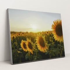 Golden Sunset Over Sunflower Field by eberhard grossgasteiger - Silver Frame Stretchiez