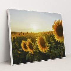 Golden Sunset Over Sunflower Field by eberhard grossgasteiger - White Frame Stretchiez