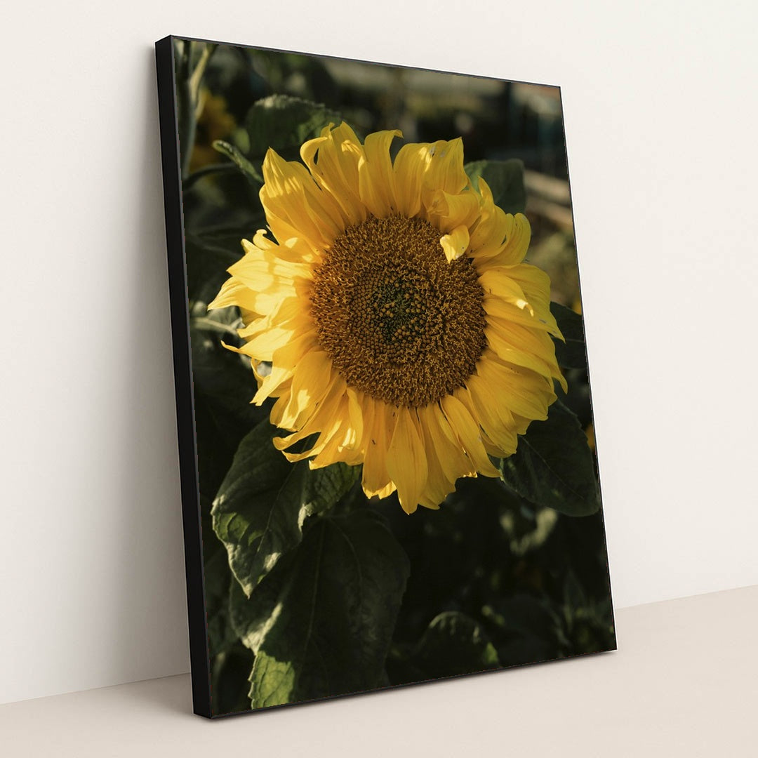 Sunflower in Sunlight by James Collington - Black Frame Stretchiez