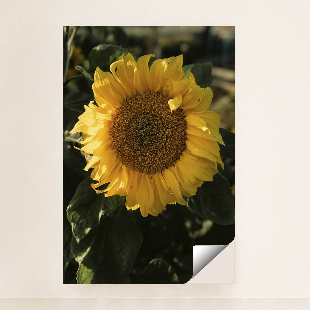 Sunflower in Sunlight by James Collington - Peeliez
