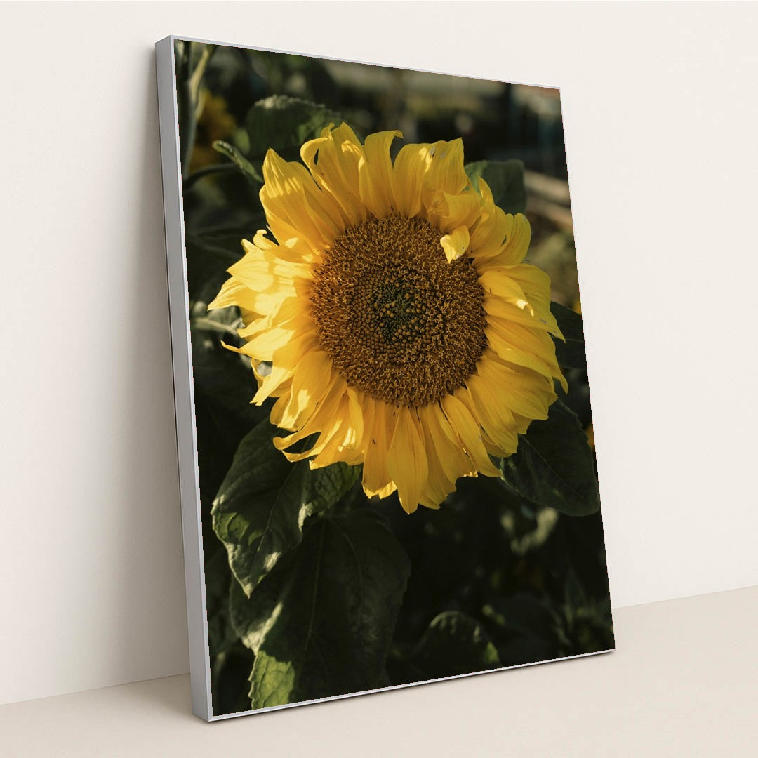 Sunflower in Sunlight by James Collington - Silver Frame Stretchiez