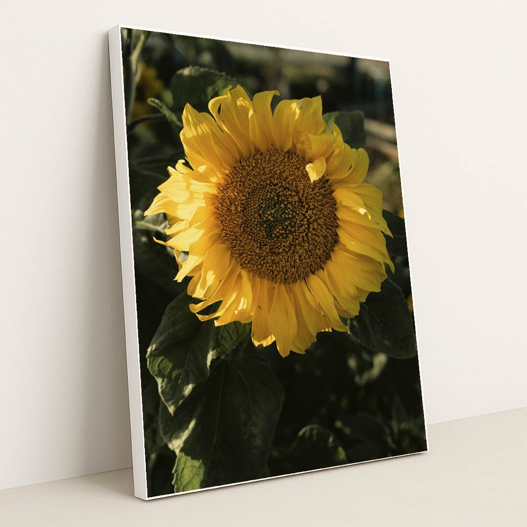 Sunflower in Sunlight by James Collington - White Frame Stretchiez