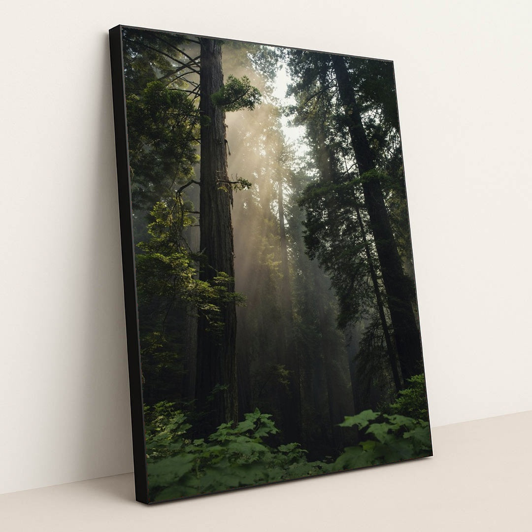 Sunlit Redwood Forest by Tim Mossholder - Black Frame Stretchiez