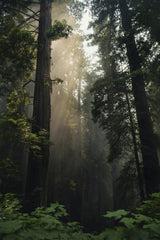 Sunlit Redwood Forest by Tim Mossholder