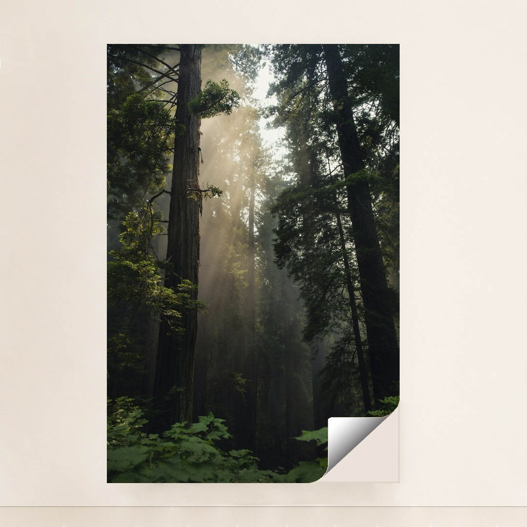 Sunlit Redwood Forest by Tim Mossholder - Peeliez