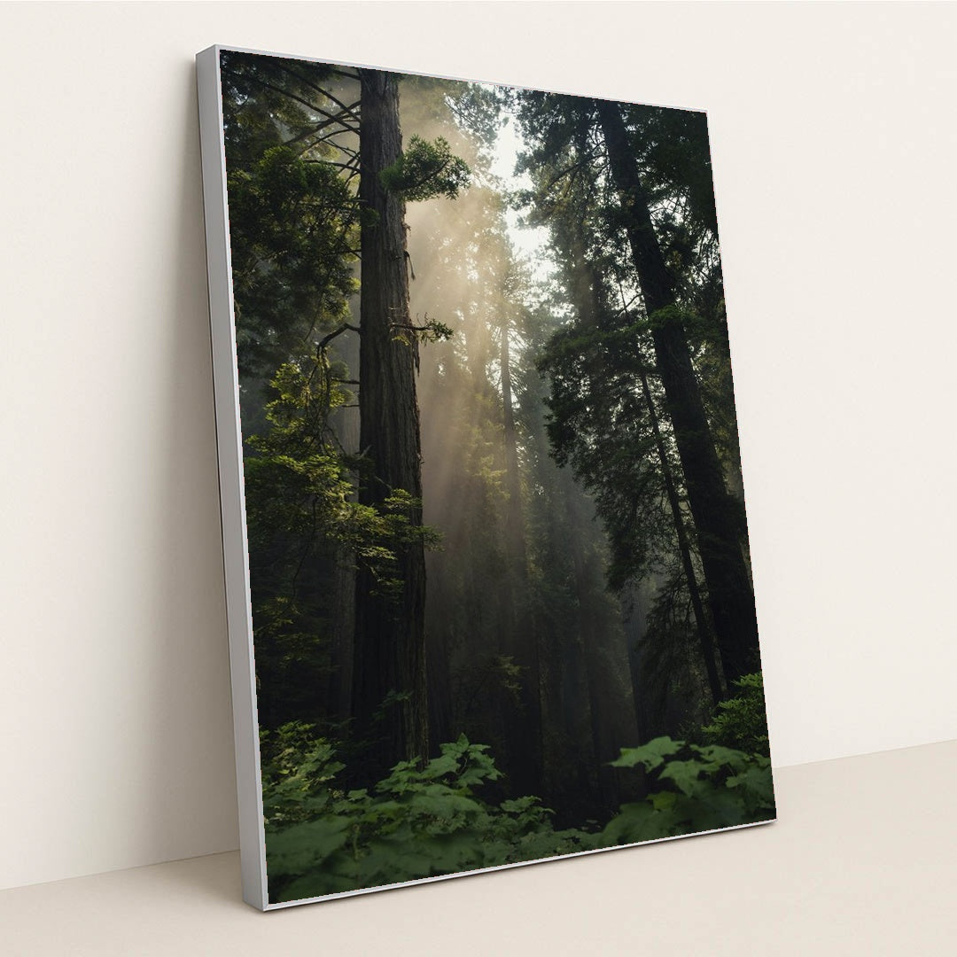 Sunlit Redwood Forest by Tim Mossholder - Silver Frame Stretchiez