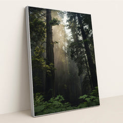 Sunlit Redwood Forest by Tim Mossholder - Silver Frame Stretchiez