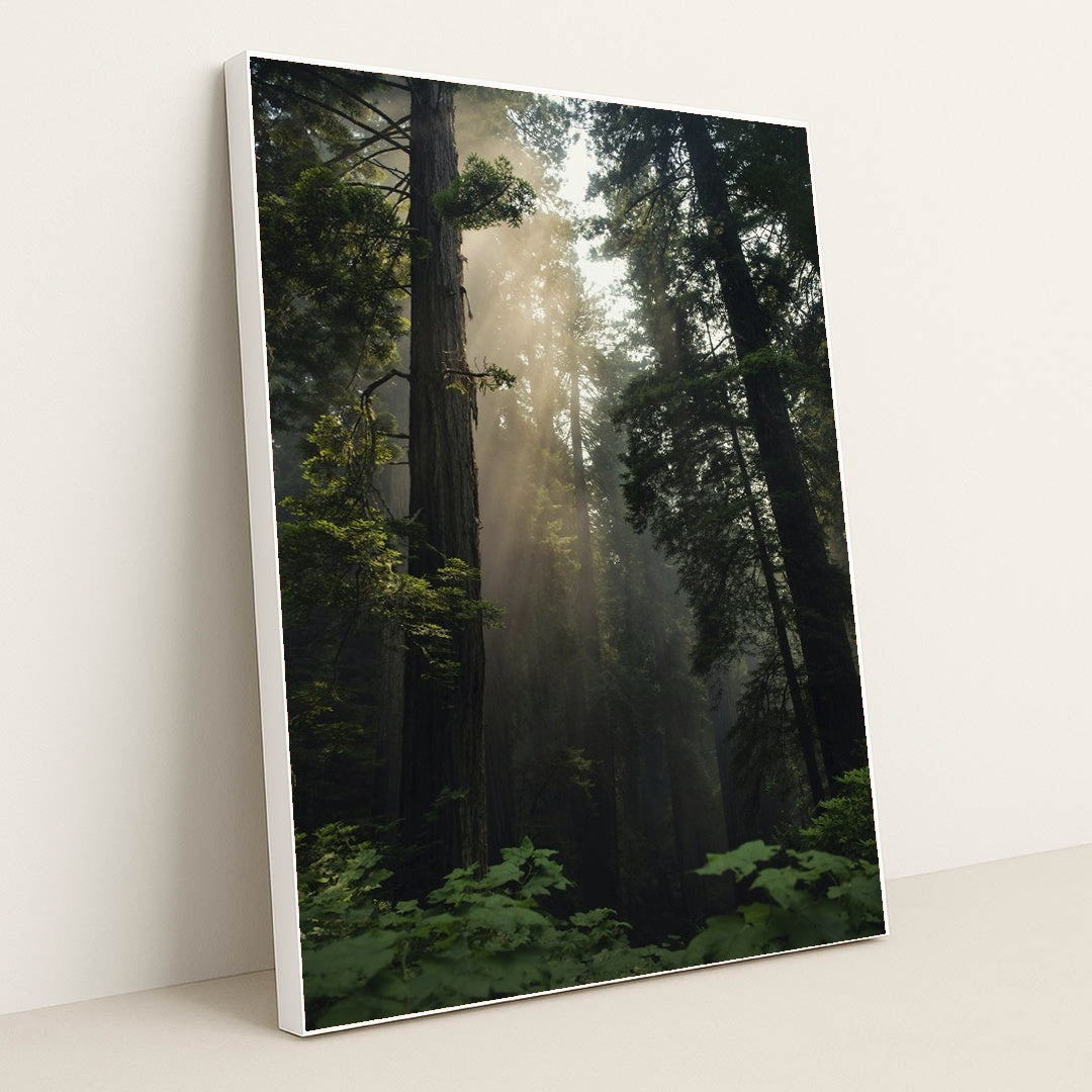 Sunlit Redwood Forest by Tim Mossholder - White Frame Stretchiez