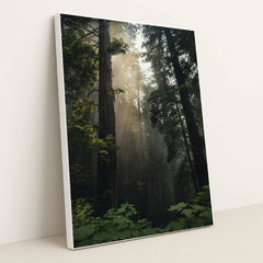 Sunlit Redwood Forest by Tim Mossholder - White Frame Stretchiez