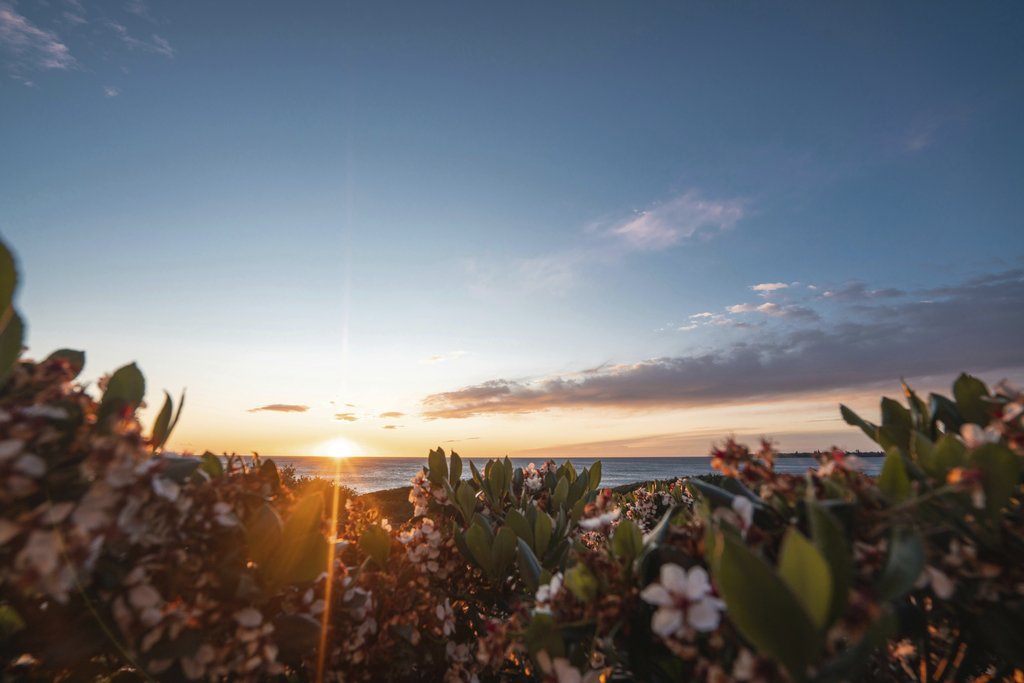 Ben Mack - Bushes with tender flowers growing on embankment near sea against cloudy sky with sun setting on horizon in evening time