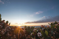 Ben Mack - Bushes with tender flowers growing on embankment near sea against cloudy sky with sun setting on horizon in evening time