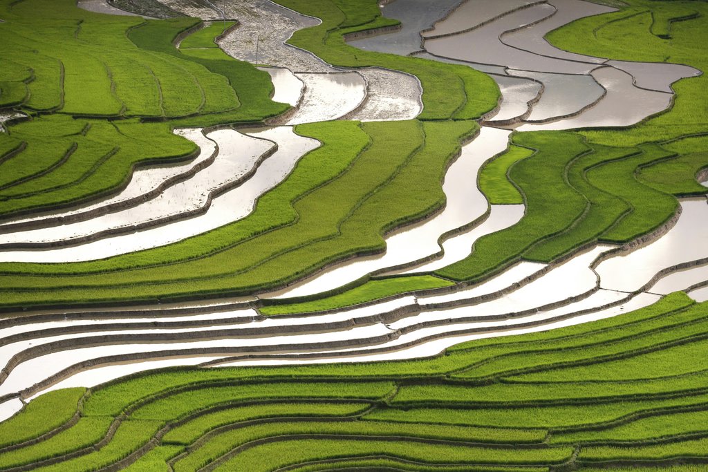 Quang Nguyen Vinh - A breathtaking aerial view of lush green rice terraces under sunlight, showcasing nature's beauty in summer.