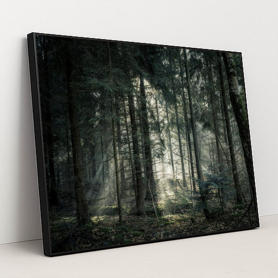 Sunlit Tranquility in the Forest by Lukas Hartmann - Black Frame Stretchiez