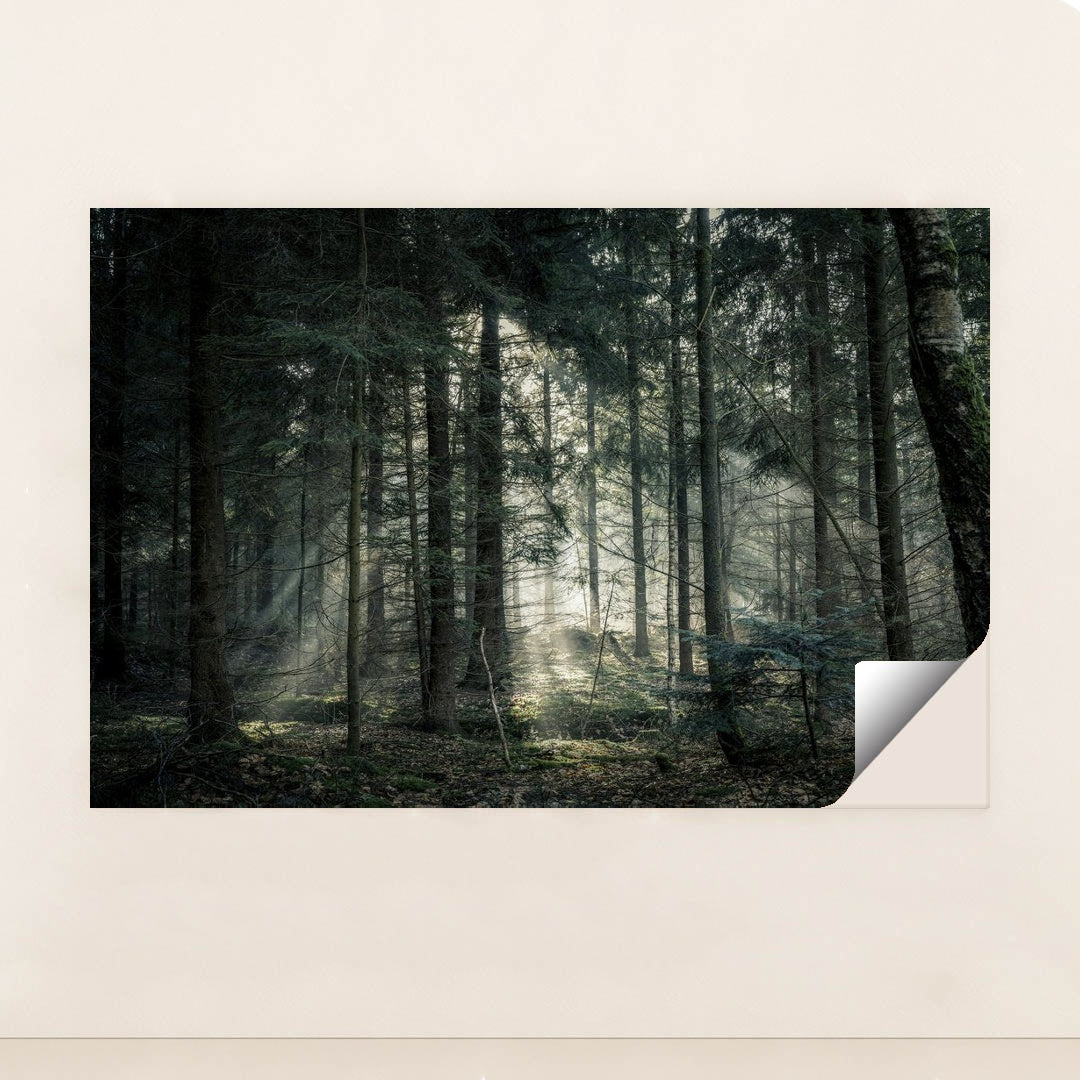 Sunlit Tranquility in the Forest by Lukas Hartmann - Peeliez