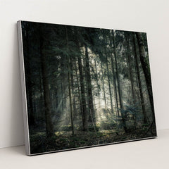 Sunlit Tranquility in the Forest by Lukas Hartmann - Silver Frame Stretchiez