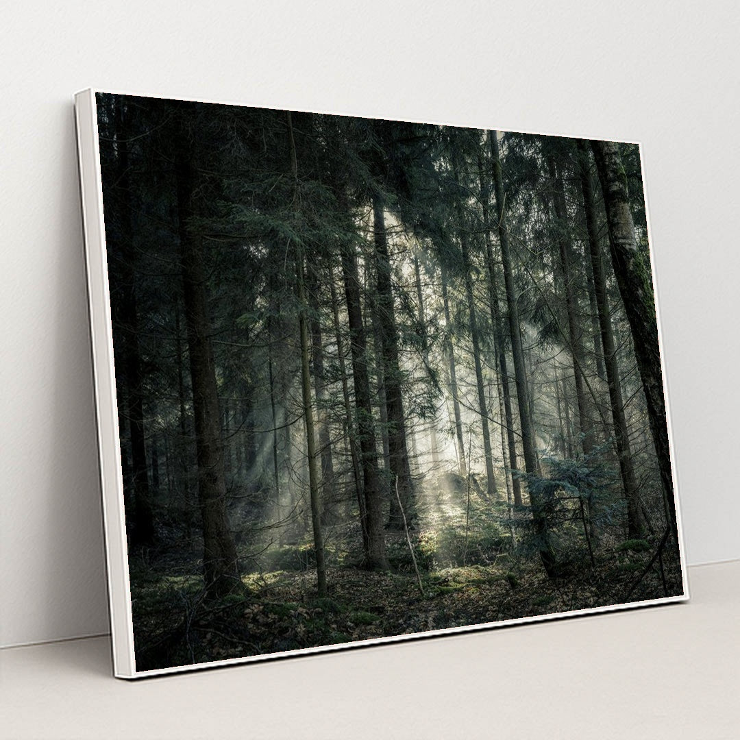 Sunlit Tranquility in the Forest by Lukas Hartmann - White Frame Stretchiez
