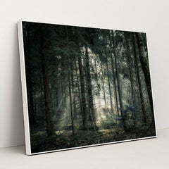 Sunlit Tranquility in the Forest by Lukas Hartmann - White Frame Stretchiez