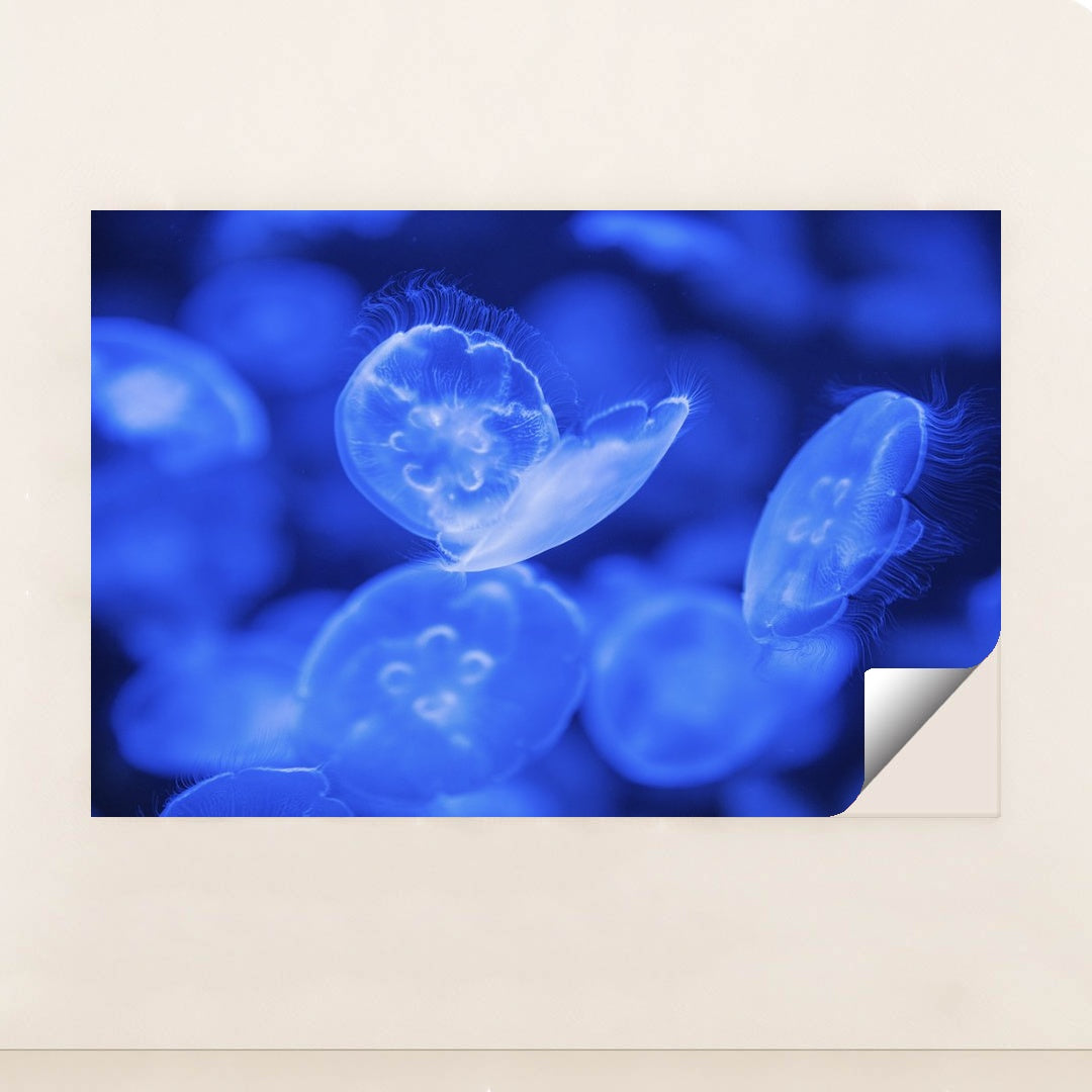 Translucent Jellyfish in Vibrant Blue by Vlad Vasnetsov - Peeliez