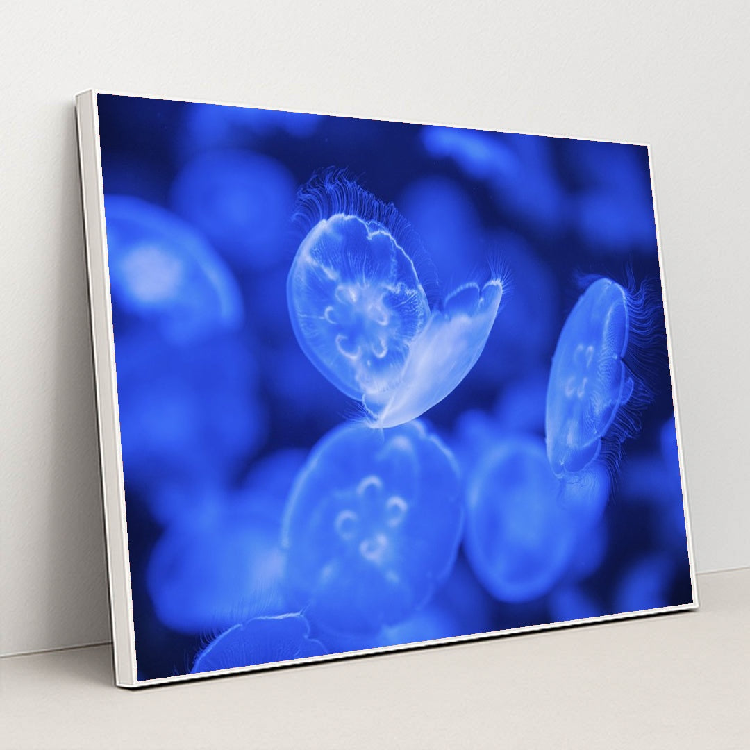 Translucent Jellyfish in Vibrant Blue by Vlad Vasnetsov - White Frame Stretchiez