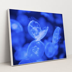 Translucent Jellyfish in Vibrant Blue by Vlad Vasnetsov - White Frame Stretchiez