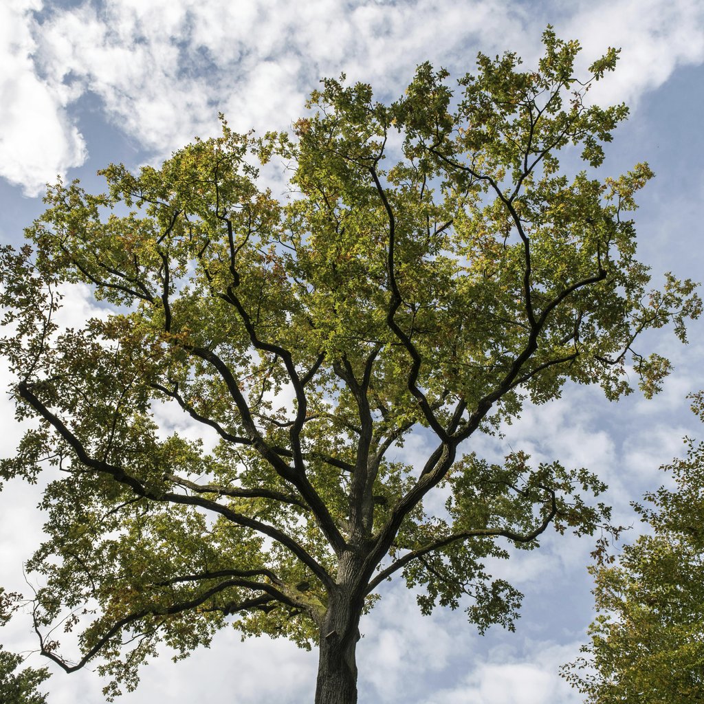 Wolfgang Weiser - A magnificent oak tree with autumn foliage reaching towards the cloudy sky in Hamburg.