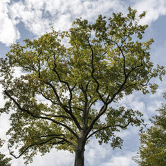 Wolfgang Weiser - A magnificent oak tree with autumn foliage reaching towards the cloudy sky in Hamburg.