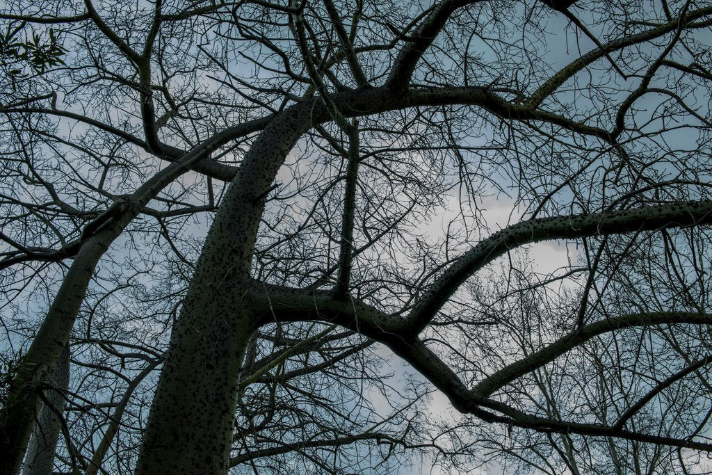 Victor  Moragriega - Silhouetted Trees Against A Blue Sky