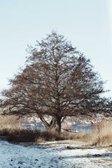 Efrem  Efre - A tranquil winter scene featuring a large tree by the water in Jönköping, Sweden.
