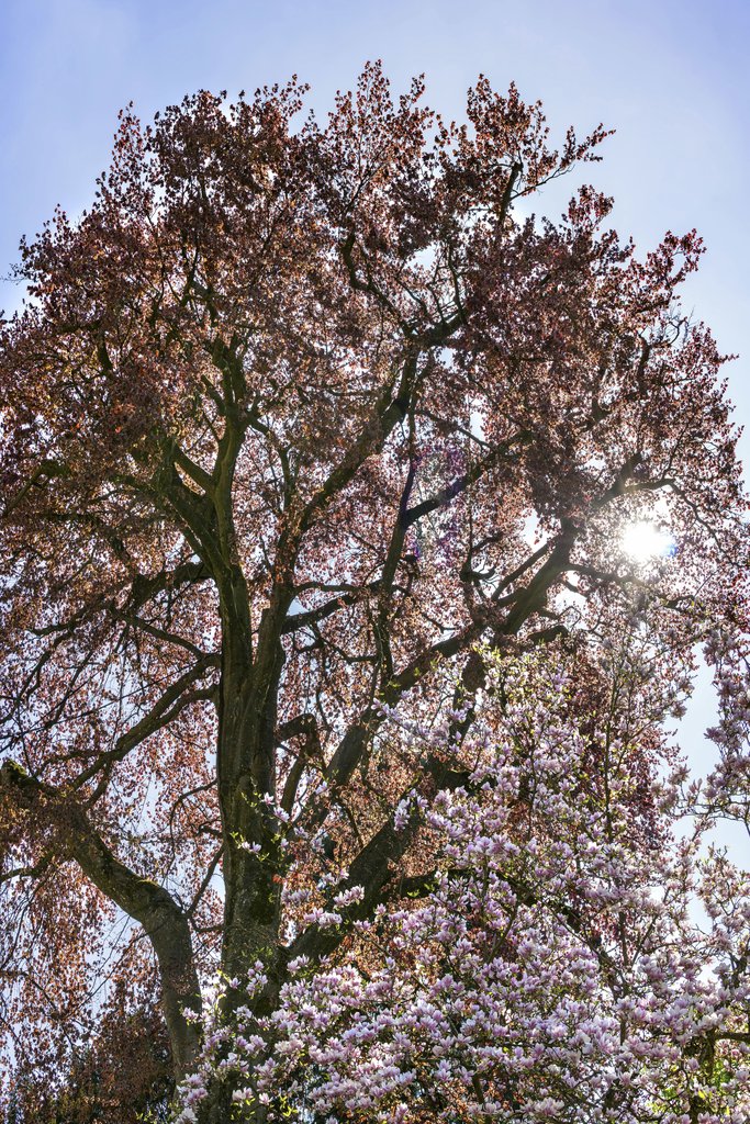Felix Mittermeier - Stunning view of a cherry blossom tree with sunlight peeking through. Perfect nature scene for spring ambiance.